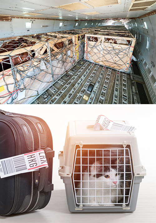 Pet cargo sales transport